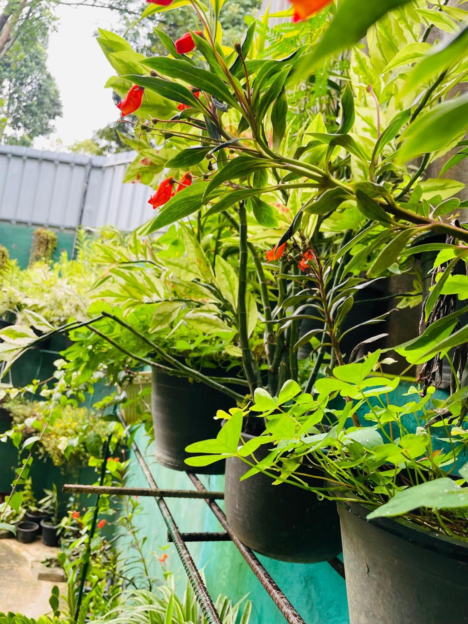 Little Paradise Homestay Ella Εξωτερικό φωτογραφία