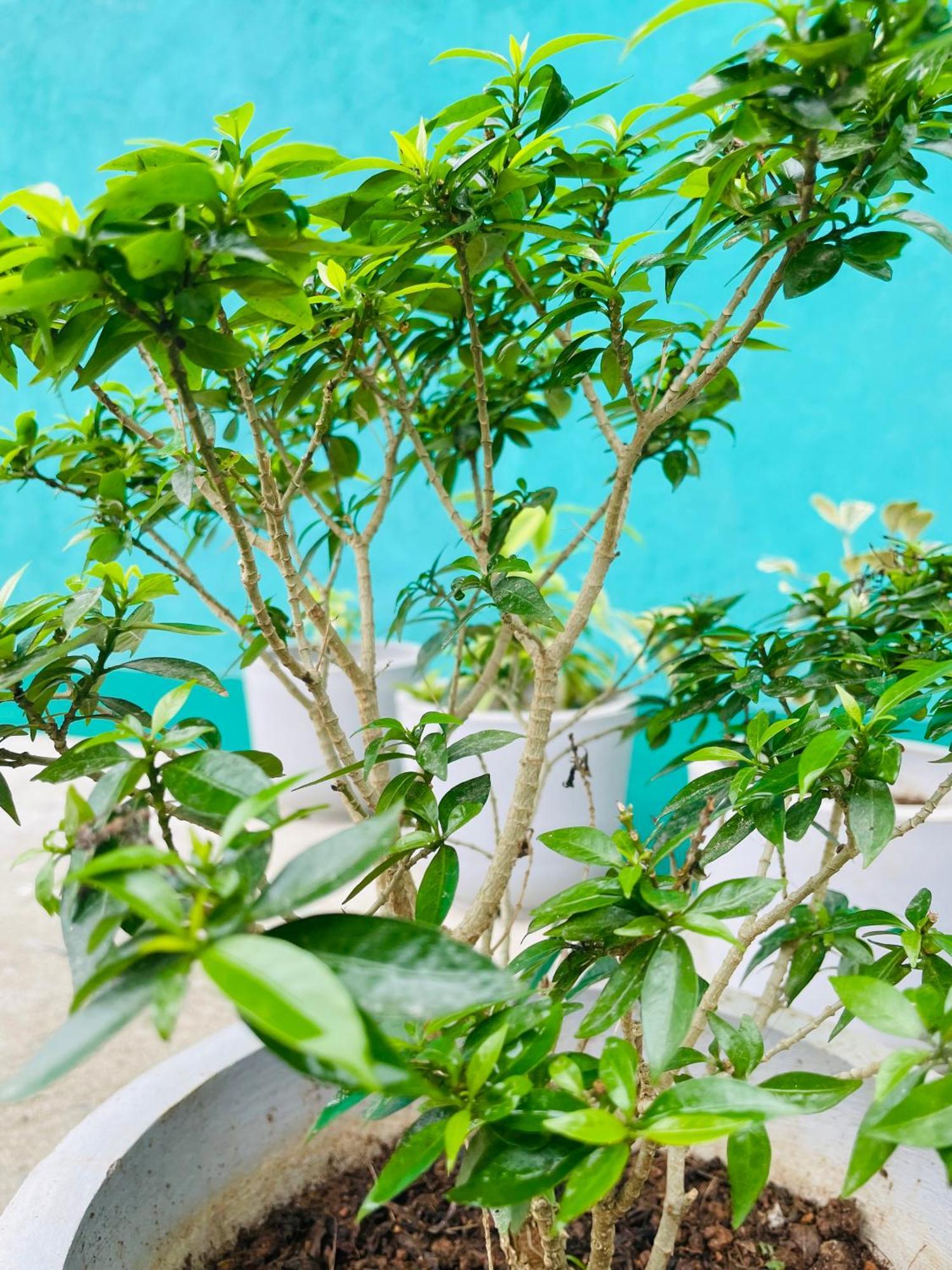 Little Paradise Homestay Ella Εξωτερικό φωτογραφία