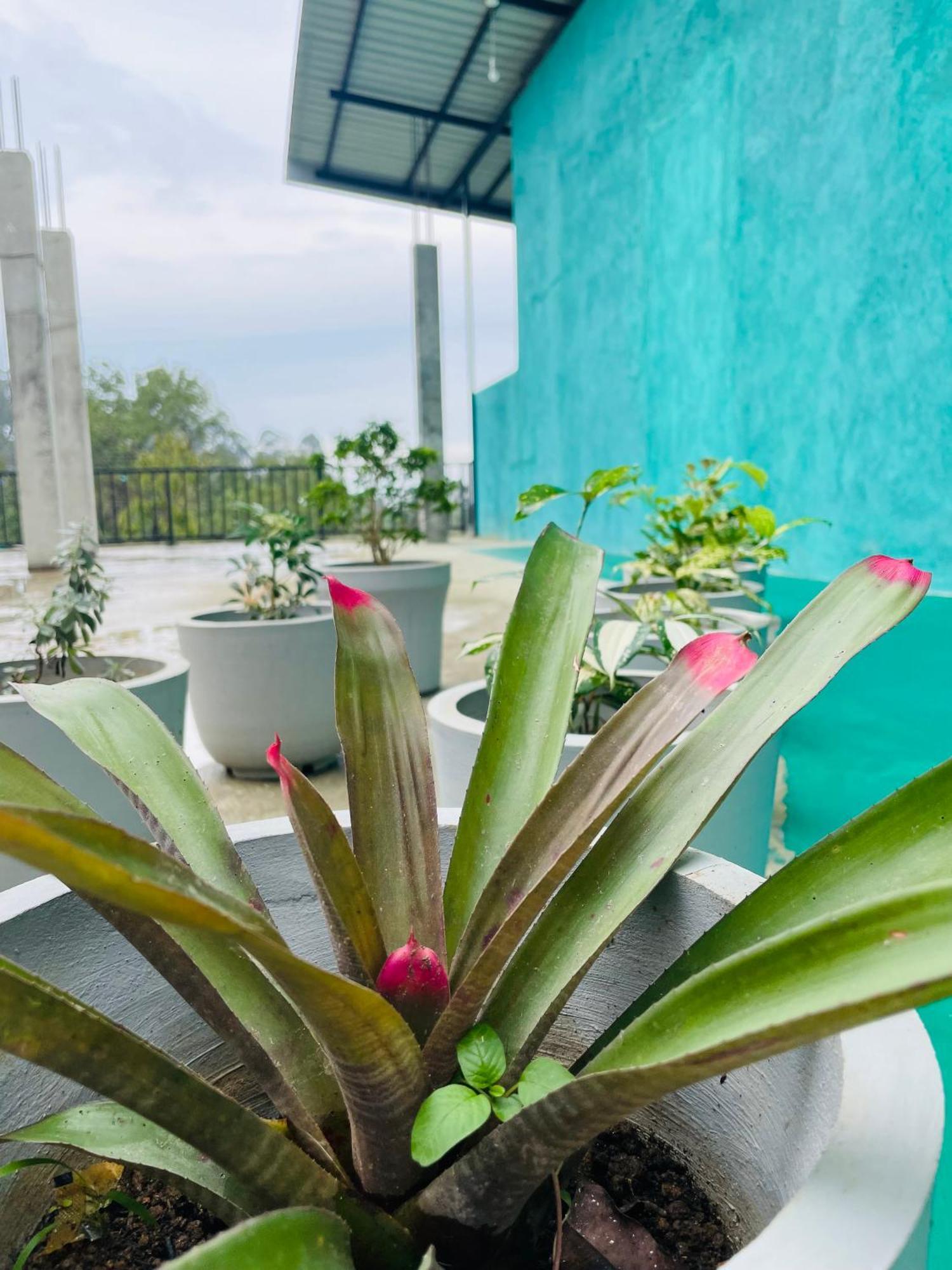 Little Paradise Homestay Ella Εξωτερικό φωτογραφία
