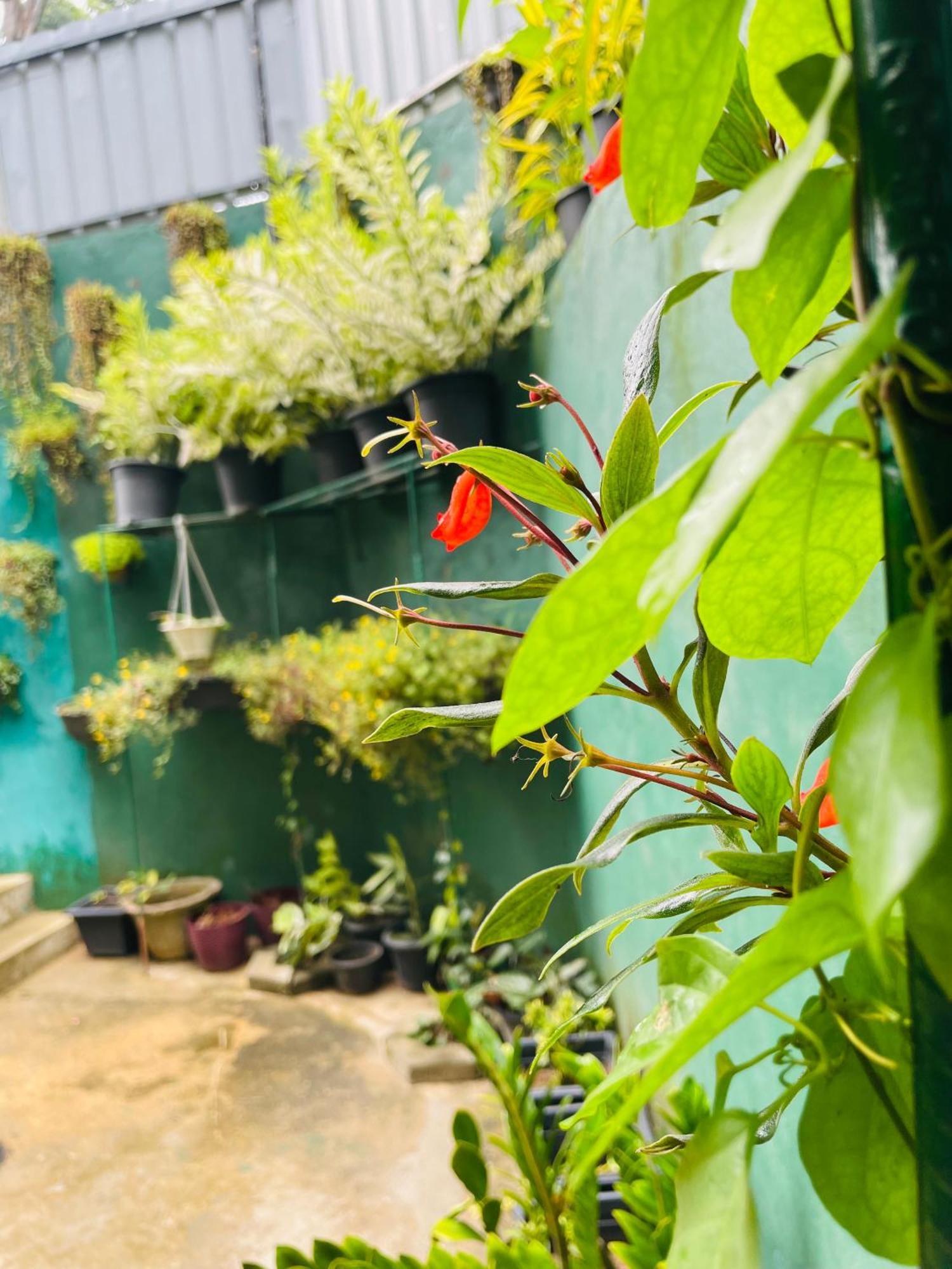 Little Paradise Homestay Ella Εξωτερικό φωτογραφία